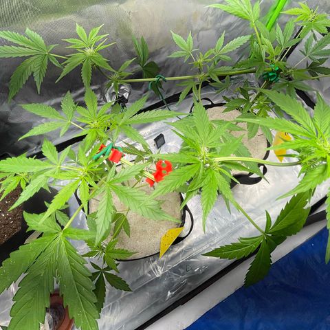 Late Outdoor season 25 - turned inside :D 1 AK48#2 auto  growlog timeline photo