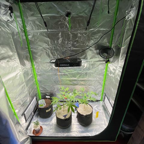 Late Outdoor season 25 - turned inside :D 1 AK48#2 auto  growlog timeline photo