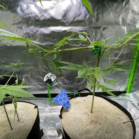 Late Outdoor season 25 - turned inside :D 1 AK48#2 auto  growlog timeline photo