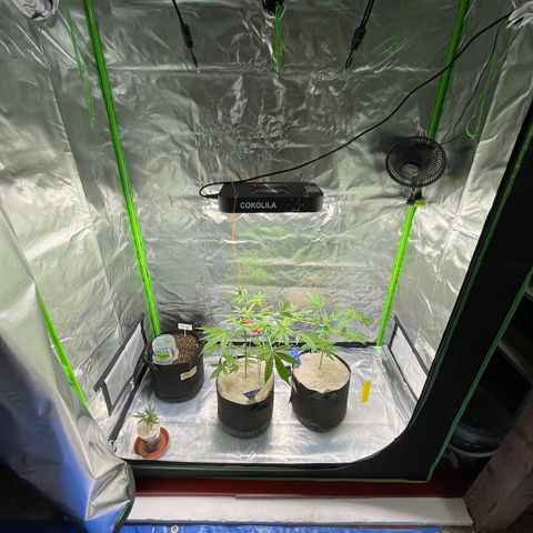 Late Outdoor season 25 - turned inside :D 1 AK48#2 auto  growlog timeline photo