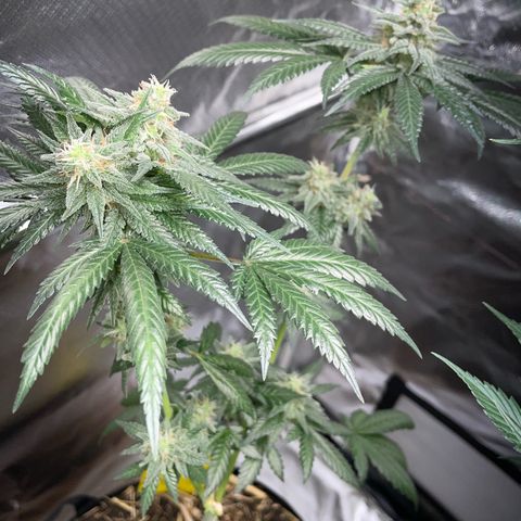 Girl Scout Cookies Fem by KilliczGe growlog timeline photo