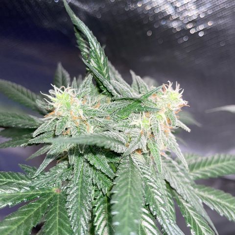 Girl Scout Cookies Fem by KilliczGe growlog timeline photo