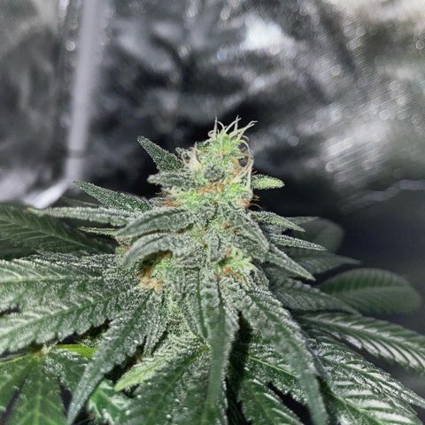 Girl Scout Cookies Fem by KilliczGe growlog timeline photo