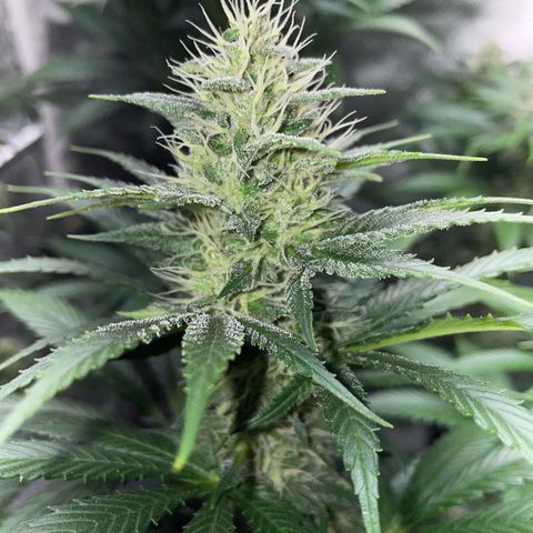 Tangerine Dream Fem by KilliczGe growlog timeline photo