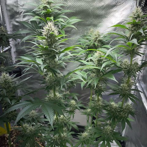 Tangerine Dream Fem by KilliczGe growlog timeline photo