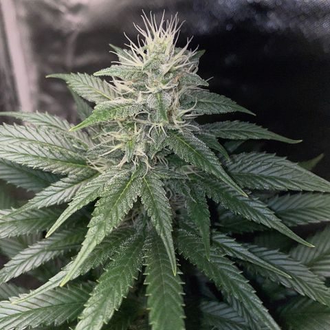 Tangerine Dream Fem by KilliczGe growlog timeline photo