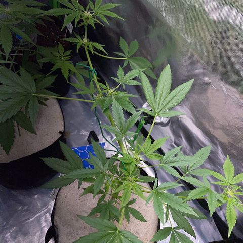 Late Outdoor season 25 - turned inside :D 1 AK48#2 auto  growlog timeline photo