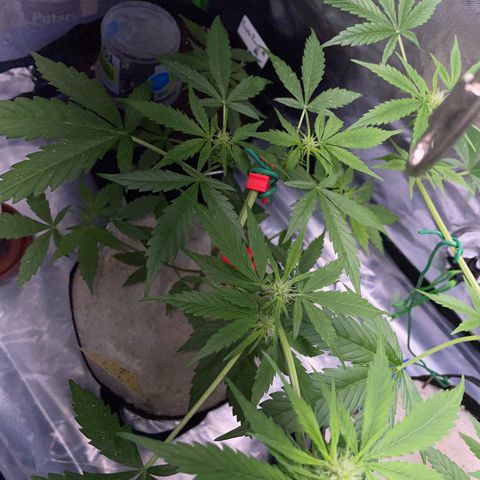 Late Outdoor season 25 - turned inside :D 1 AK48#2 auto  growlog timeline photo