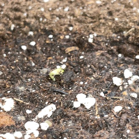 Purple Punch Automatic by KilliczGe growlog photo