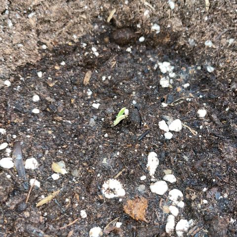 Purple Punch Automatic by KilliczGe growlog photo