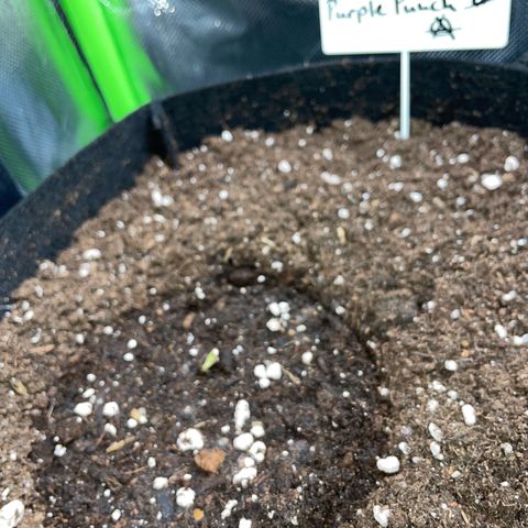 Purple Punch Automatic by KilliczGe growlog photo