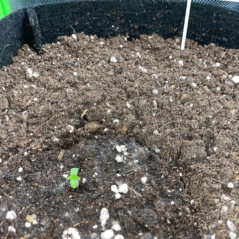 Purple Punch Automatic by KilliczGe growlog timeline photo