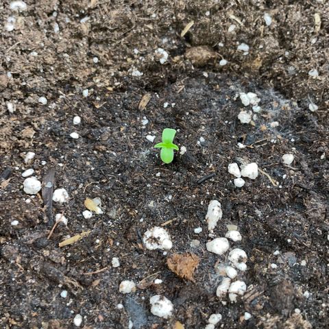 Purple Punch Automatic by KilliczGe growlog timeline photo