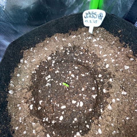 White Widow Automatic by KilliczGe growlog photo