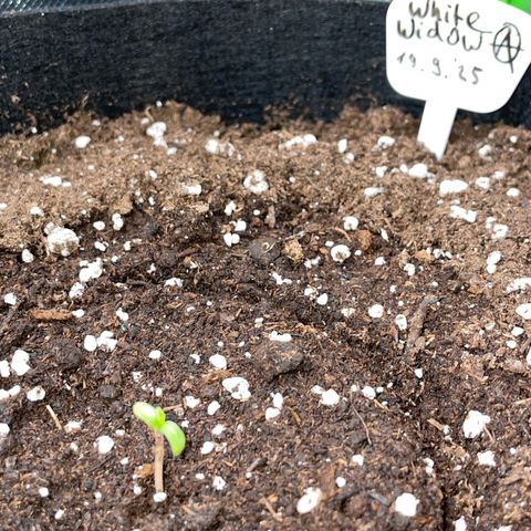 White Widow Automatic by KilliczGe growlog photo