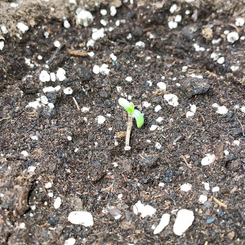 White Widow Automatic by KilliczGe growlog photo