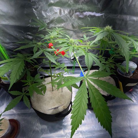 Late Outdoor season 25 - turned inside :D 1 AK48#2 auto  growlog timeline photo