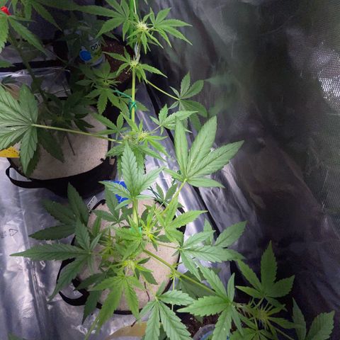 Late Outdoor season 25 - turned inside :D 1 AK48#2 auto  growlog timeline photo