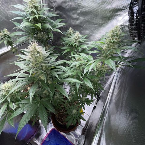 Tangerine Dream Fem by KilliczGe growlog timeline photo