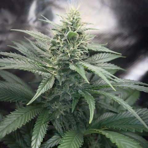 Tangerine Dream Fem by KilliczGe growlog timeline photo