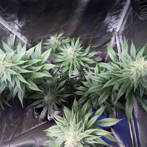 Tangerine Dream Fem by KilliczGe growlog timeline photo