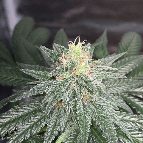 Girl Scout Cookies Fem by KilliczGe growlog timeline photo