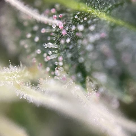 Tangerine Dream Fem by KilliczGe growlog timeline photo