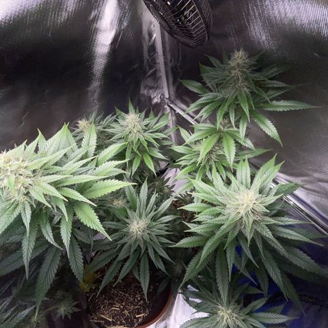 Tangerine Dream Fem by KilliczGe growlog timeline photo