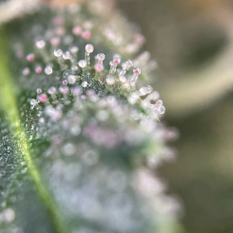 Tangerine Dream Fem by KilliczGe growlog timeline photo