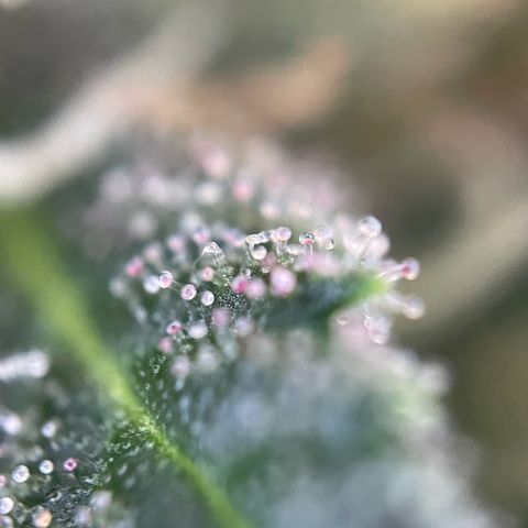 Tangerine Dream Fem by KilliczGe growlog timeline photo