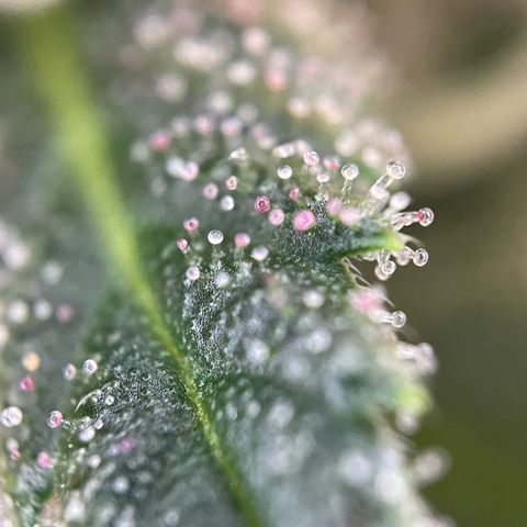Tangerine Dream Fem by KilliczGe growlog timeline photo