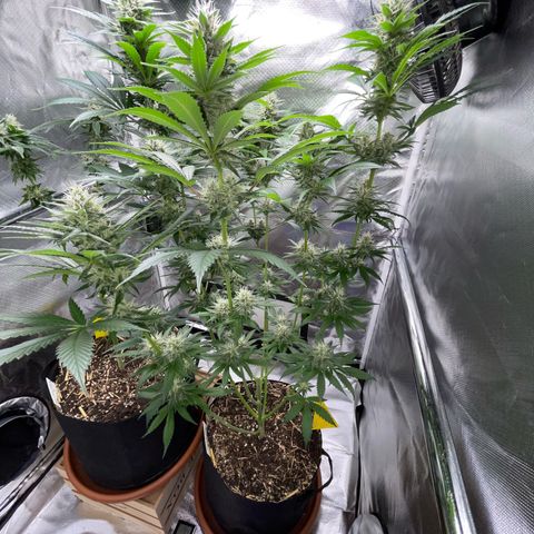 Tangerine Dream Fem by KilliczGe growlog timeline photo