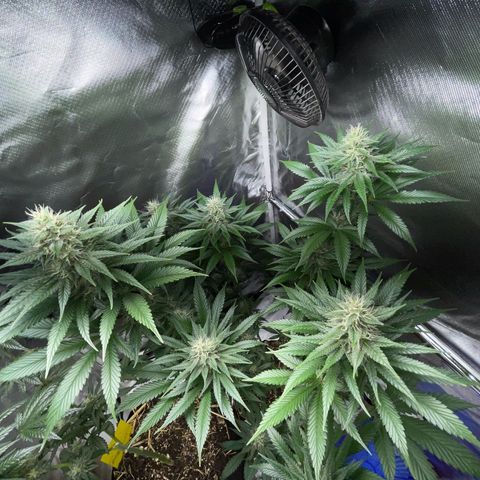 Tangerine Dream Fem by KilliczGe growlog timeline photo