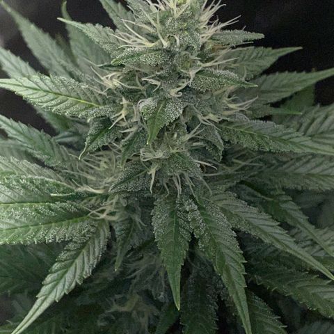 Tangerine Dream Fem by KilliczGe growlog timeline photo