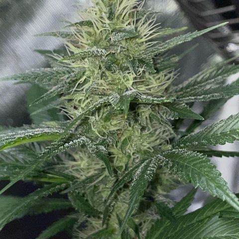 Tangerine Dream Fem by KilliczGe growlog timeline photo