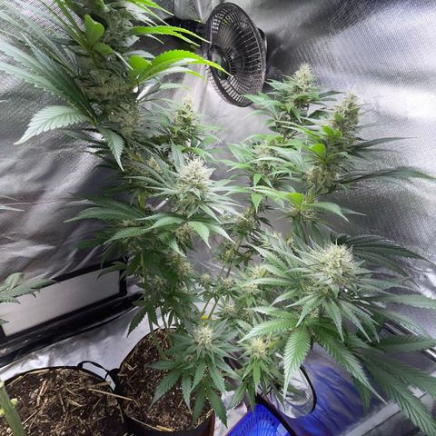 Tangerine Dream Fem by KilliczGe growlog timeline photo