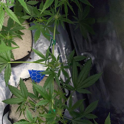 Late Outdoor season 25 - turned inside :D 1 AK48#2 auto  growlog timeline photo