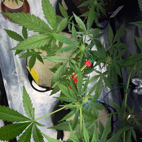 Late Outdoor season 25 - turned inside :D 1 AK48#2 auto  growlog timeline photo