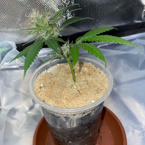 Tangerine Dream Clon #1 by KilliczGe growlog timeline photo