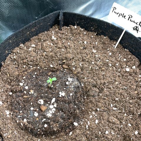 Purple Punch Automatic by KilliczGe growlog timeline photo