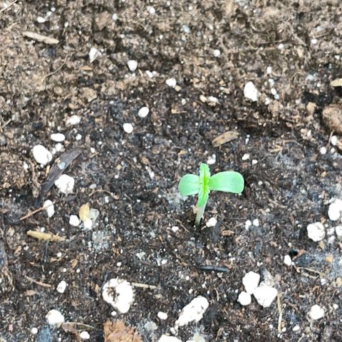 Purple Punch Automatic by KilliczGe growlog timeline photo