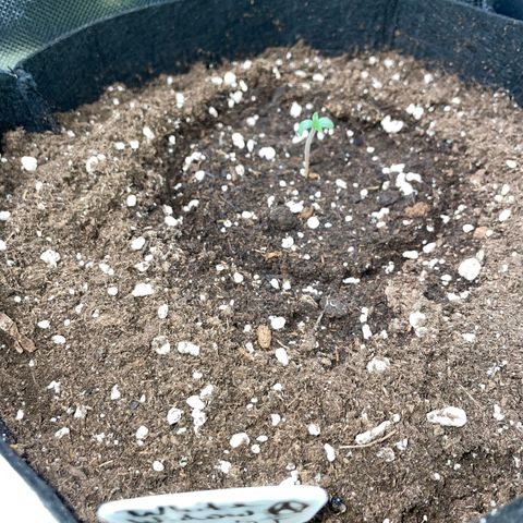 White Widow Automatic by KilliczGe growlog timeline photo