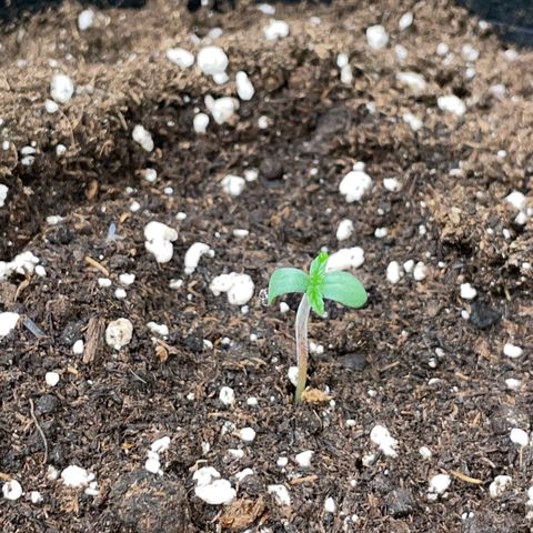 White Widow Automatic by KilliczGe growlog timeline photo