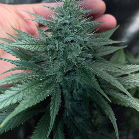 Tangerine Dream Fem by KilliczGe growlog timeline photo