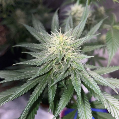 Tangerine Dream Fem by KilliczGe growlog timeline photo