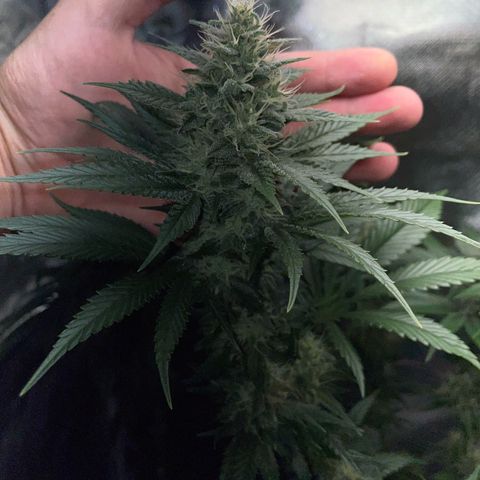 Tangerine Dream Fem by KilliczGe growlog timeline photo