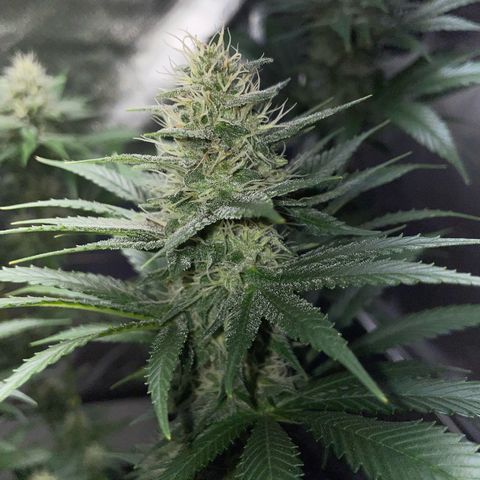 Tangerine Dream Fem by KilliczGe growlog timeline photo