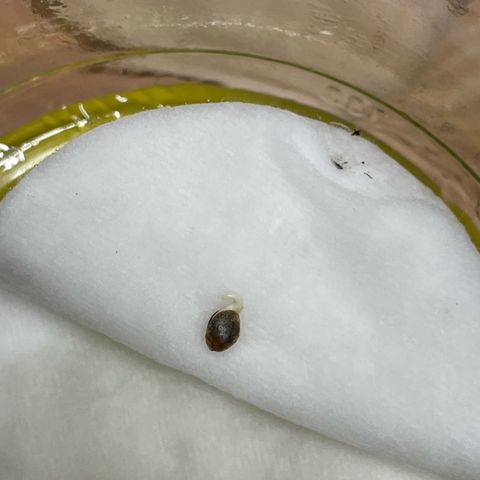 Purple Zkittlez #2 by KilliczGe growlog photo