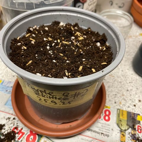 Purple Zkittlez #2 by KilliczGe growlog photo