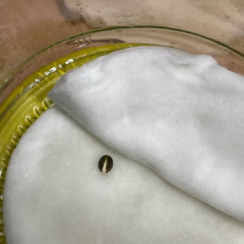 Big Bud by KilliczGe growlog photo